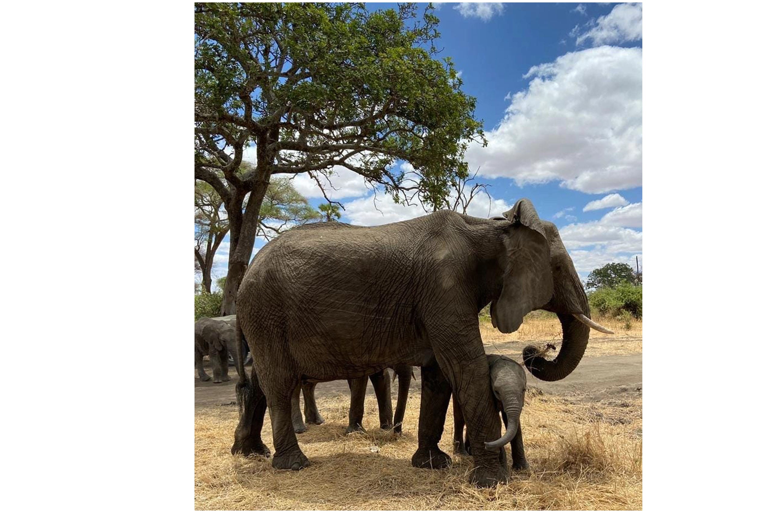 Day Safari And Zanzibar Beach Holiday Voyage Balquees Uganda