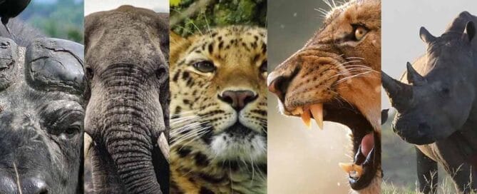 Safari Spectacle Witness Nature's Wonders on Wildlife Safaris in Uganda