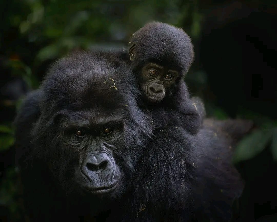 Why you need to do a Uganda Safari