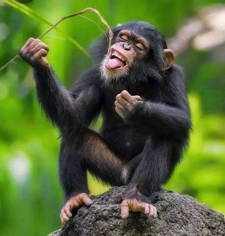 Why you need to do a Uganda Safari