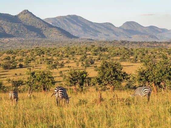 Why you need to do a Uganda Safari