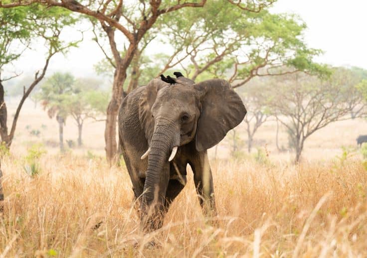 Why you need to do a Uganda Safari
