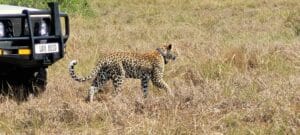 leopard seen during a game drive in Murchison Falls National Park. Travel Blog