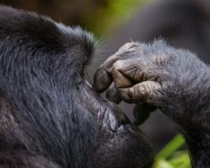 3-Day Mesmerizing Gorilla Trekking Safari 1