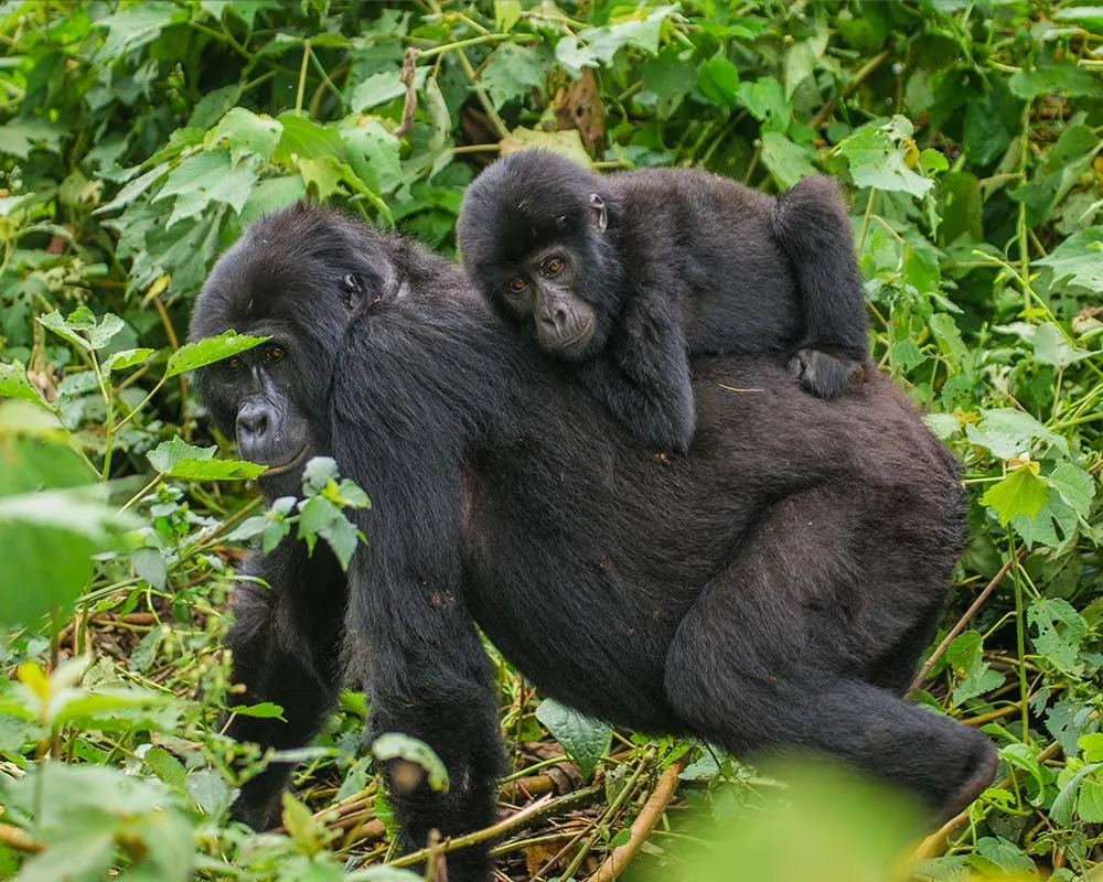 The best time to see gorillas in Uganda The best time to see gorillas in Uganda