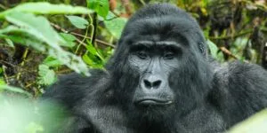 Book Your Gorilla Trekking Permit in Uganda & Rwanda Gorilla Permit Prices & Availability Gorilla