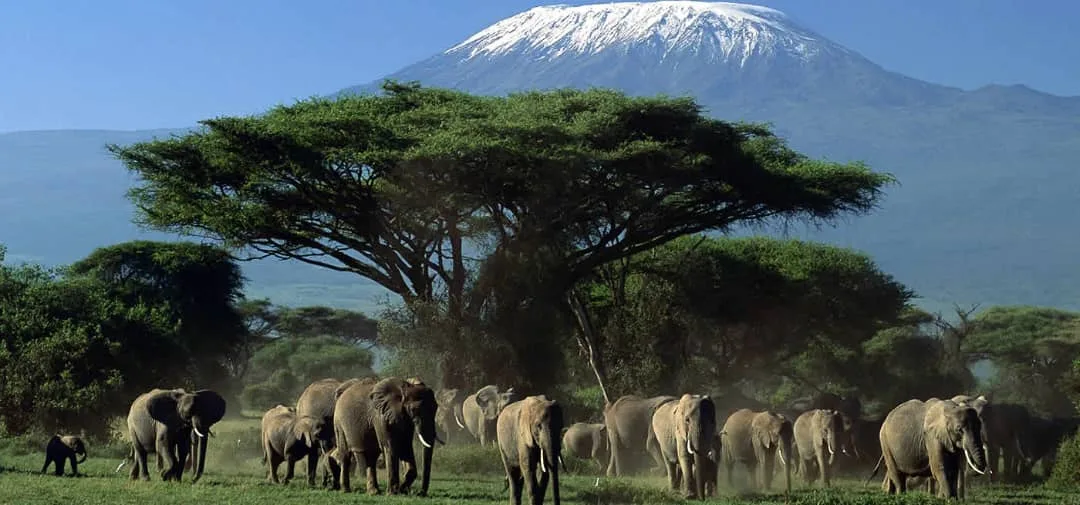 An elephant in Queen Elizabeth National Park 5 Day Amboseli & Tsavo safari