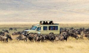 Game Drive