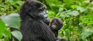 Gorilla Tracking