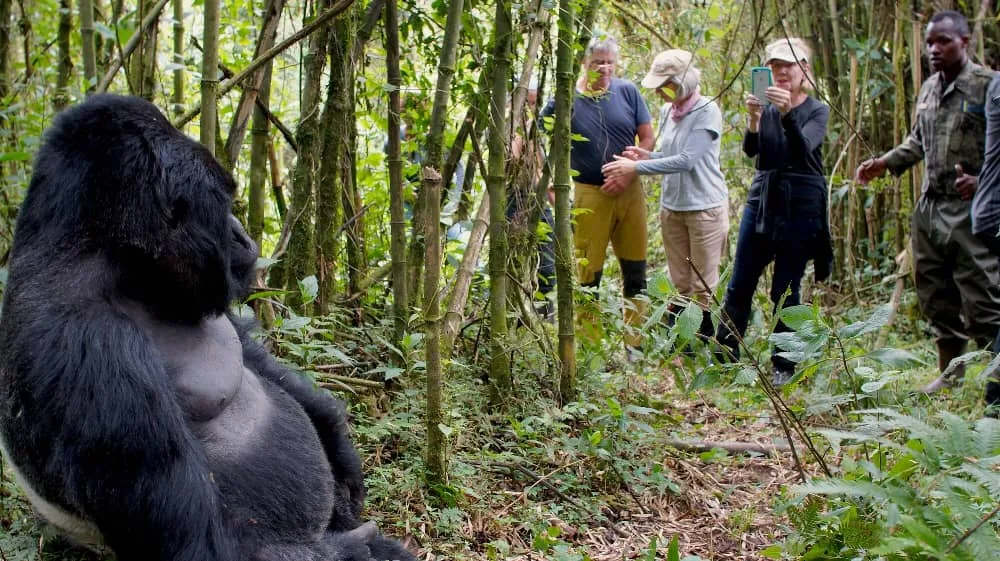 Best time to visit Uganda gorillas