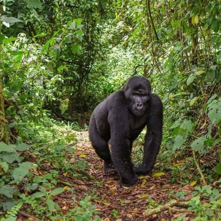 Best time to go to Uganda to see gorillas
