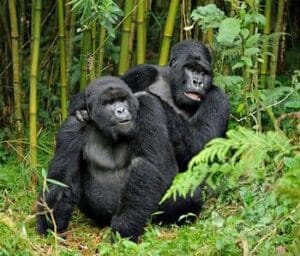 Best time to go to Uganda to see the gorillas
