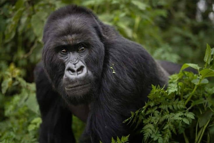 Uganda Safaris Tours
