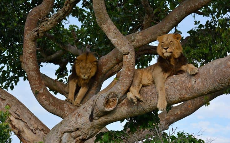 Uganda Safari Tours