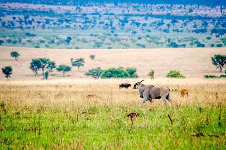 Uganda Safari Tours