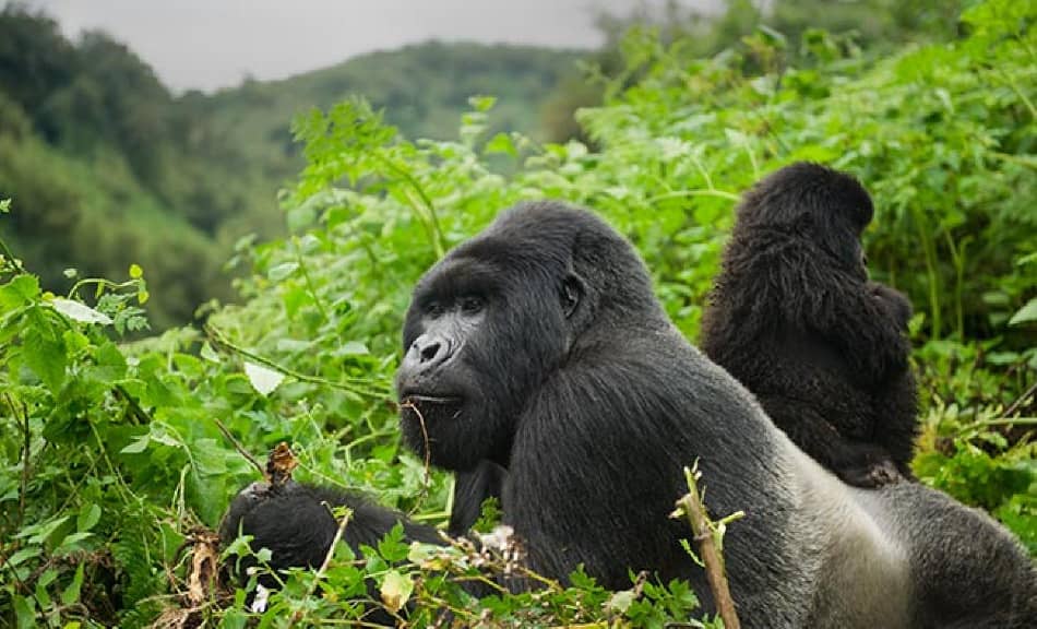 Africa Budget Safari