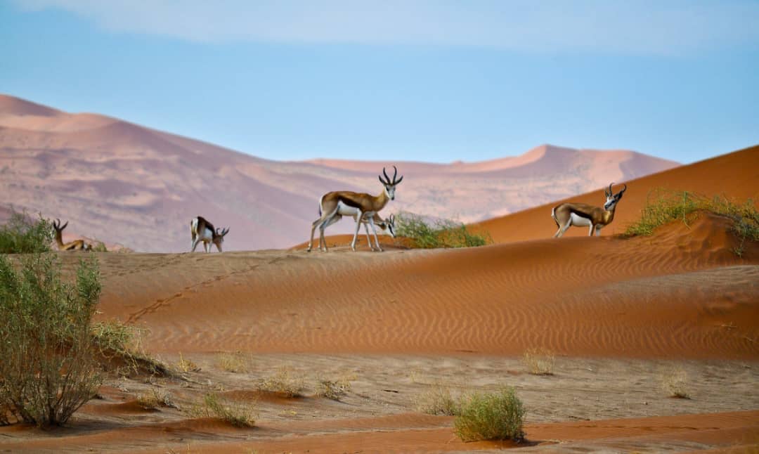 Africa Budget Safari