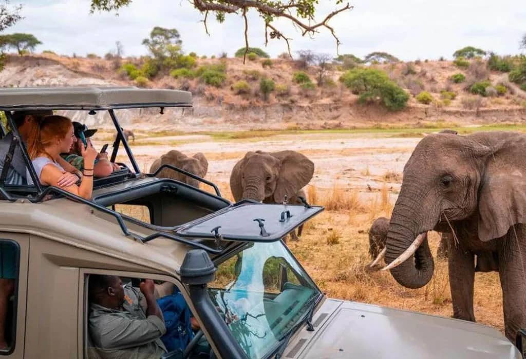 Africa Budget Safari