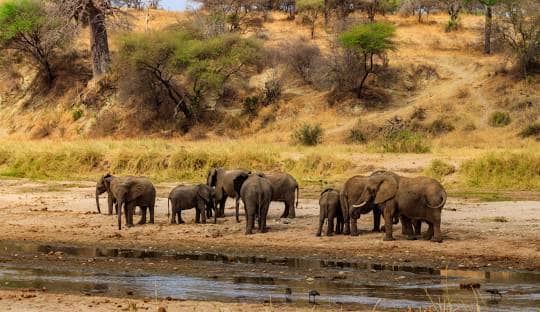Africa Budget Safari