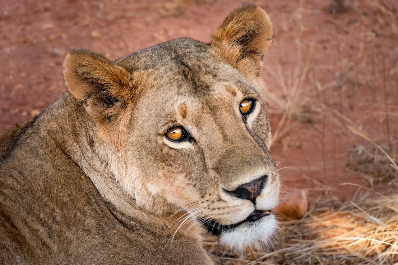 lioness-4074897_1280 Uganda Safari Cost
