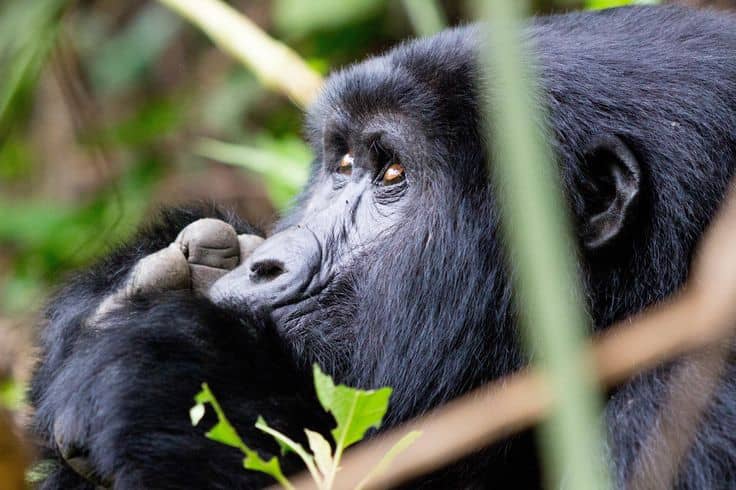 IMG-20250521-WA0034 gorilla trekking Uganda vs Rwanda