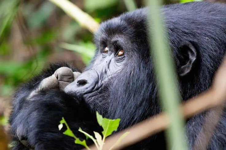IMG-20250521-WA0034 gorilla trekking Uganda vs Rwanda