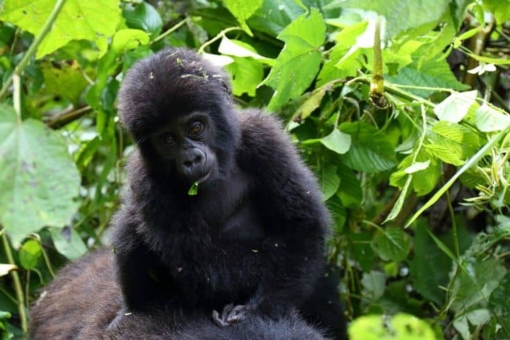 gorilla trekking Uganda vs Rwanda