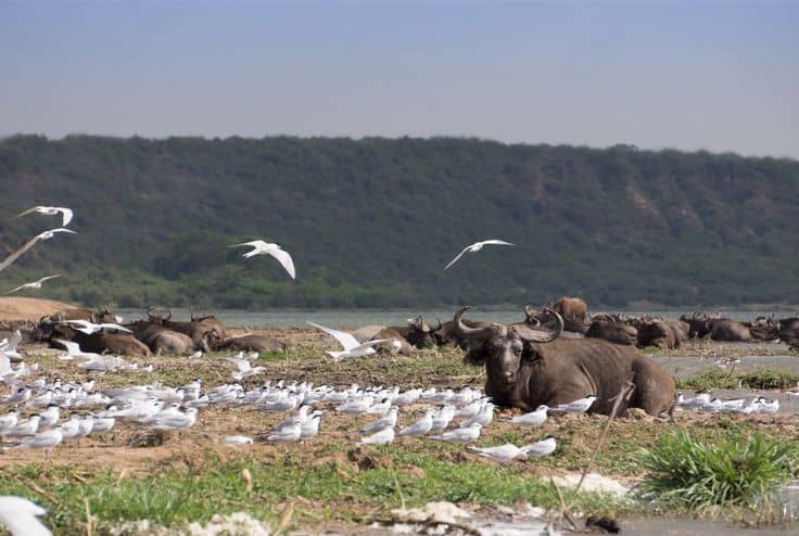Visiting Uganda