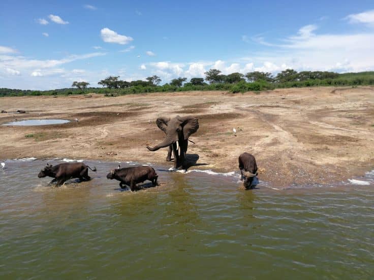 Top 5 National Parks to visit in Uganda