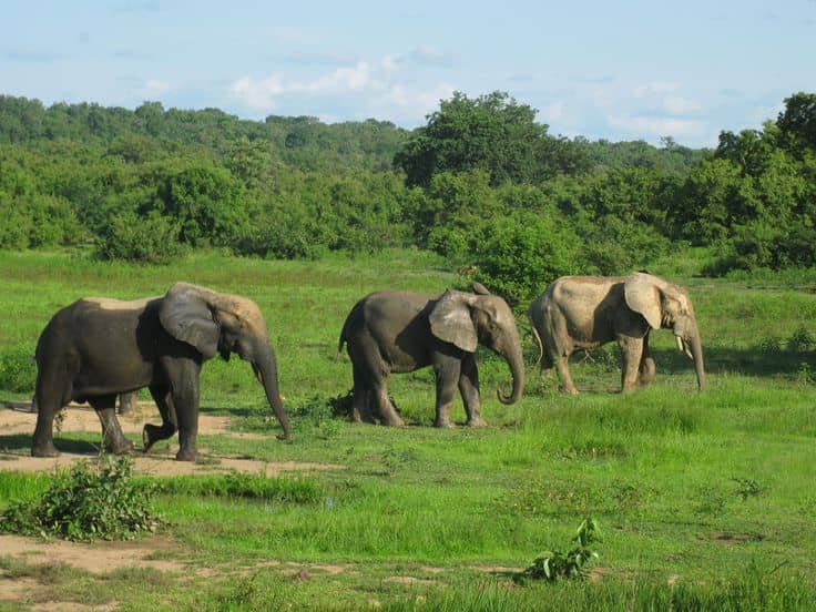 IMG-20250612-WA0006 Top 5 National Parks to visit in Uganda