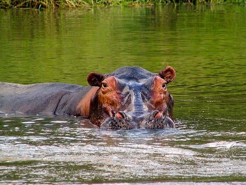Top 5 National Parks to visit in Uganda