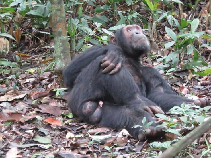Top 5 National Parks to visit in Uganda