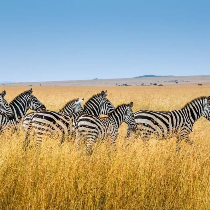 Top 5 National Parks to visit in Uganda