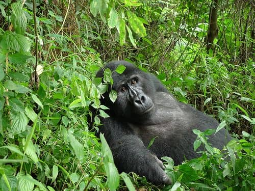 IMG-20250612-WA0010 Why Uganda is the Best Destination for Gorilla Trekking