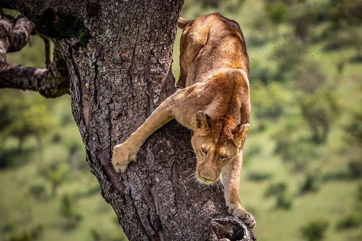 Meet the Big Five: Where to Spot Them in Uganda
