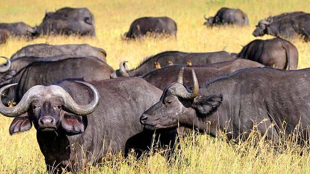 Meet the Big Five: Where to Spot Them in Uganda