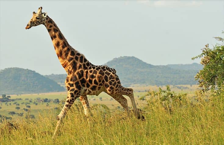 Meet the Big Five: Where to Spot Them in Uganda