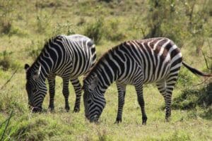  Uganda wildlife safaris low cost