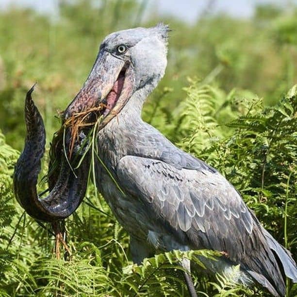 IMG-20250612-WA0032 Unique Wildlife Encounters: Shoebill Stork in Mabamba Swamp.