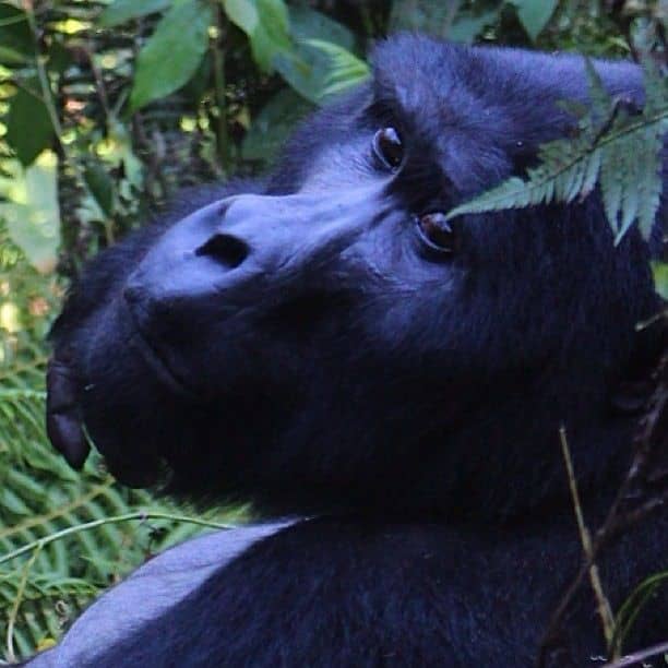 Differences Between Gorilla and Chimpanzee Trekking in Uganda