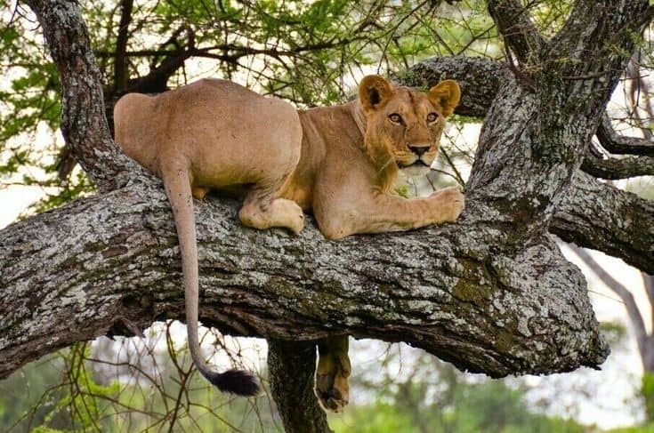 The Tree-Climbing Lions of Ishasha
