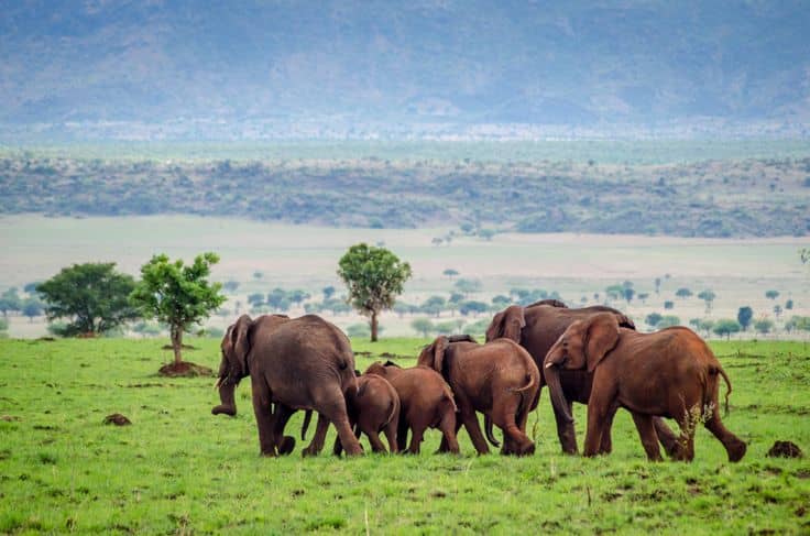 Kidepo Valley National Park