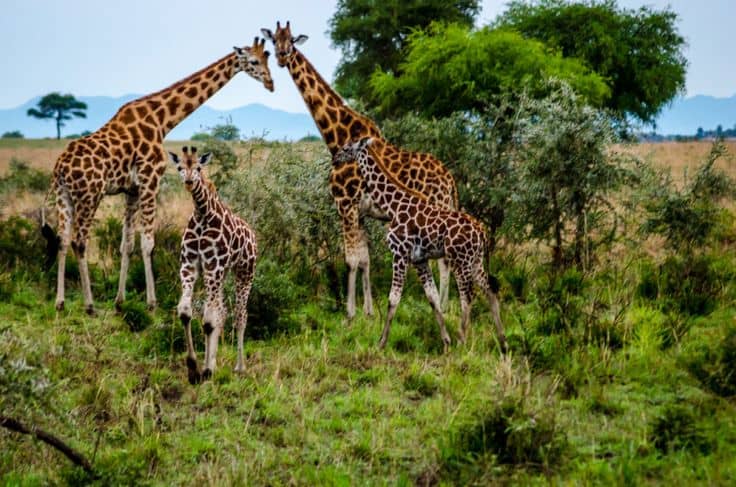 Kidepo Valley National Park