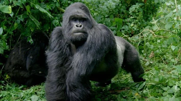 IMG-20250616-WA0073 Gorilla trekking in Uganda