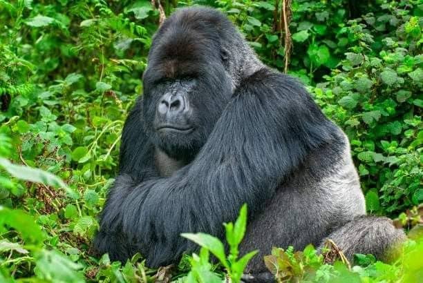 Gorilla trekking in Uganda