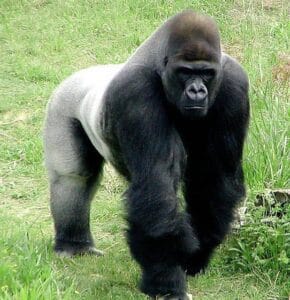 Gorilla trekking in Uganda