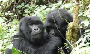Gorilla trekking in Uganda