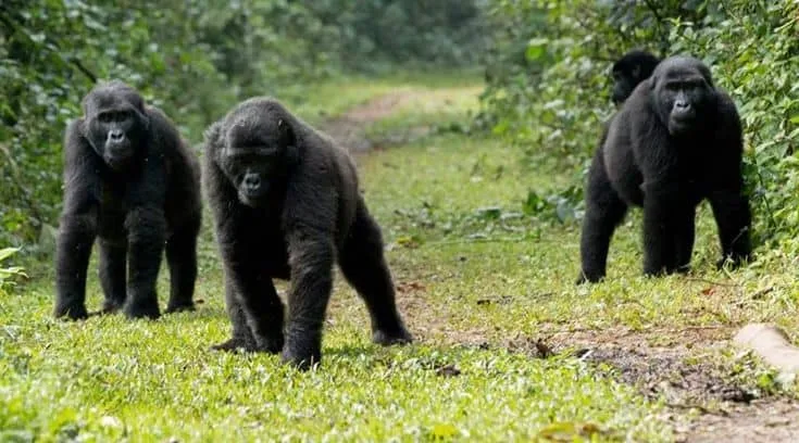 IMG-20250616-WA0079 Gorilla trekking in Rwanda
