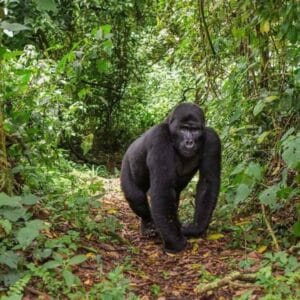 Gorilla trekking in Rwanda