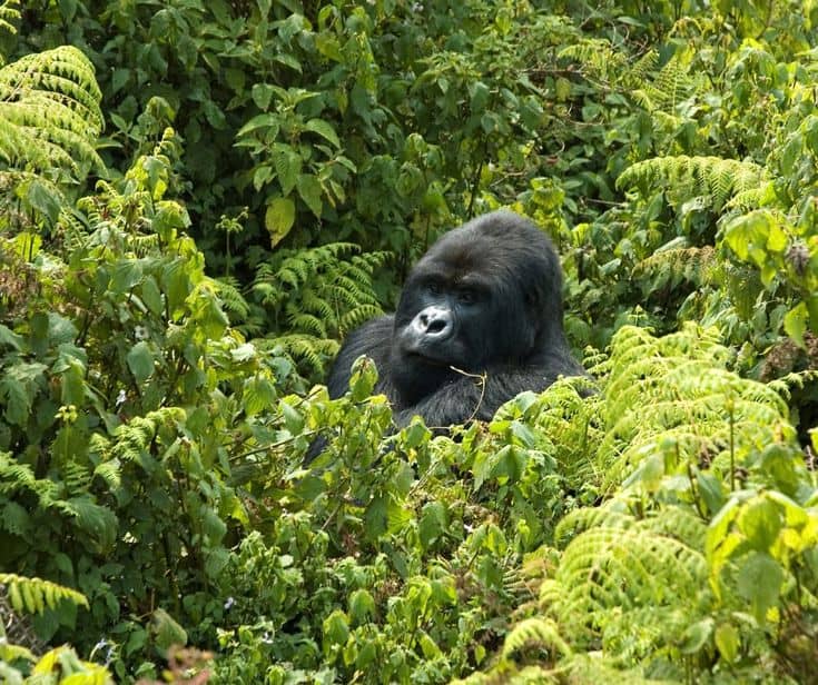 Gorilla trekking in Rwanda
